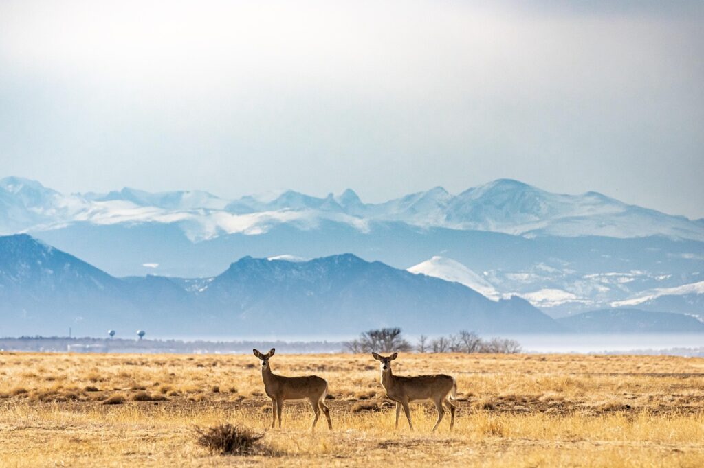 deer, meadow, wildlife, rocky mountains, mountains, landscape, nature, deer, deer, deer, deer, deer, rocky mountains, nature