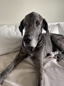 Overhead view of a grey Great Dane lounging on a beige blanket on a couch, looking at the camera with a calm expression.
