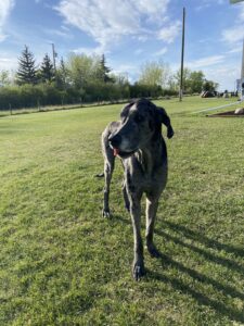 A gray dog standing on a grassy lawn with long legs, tongue out, in a sunny yard with trees in the background.