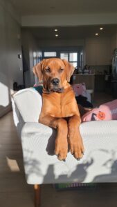 Brown dog lounging with front legs draped over a light gray armchair in a sunlit living room.
