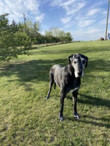 Gray and black dog standing on a green lawn with trees and a fence in the background under a blue, partly cloudy sky.