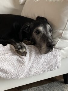 Dog with a gray muzzle lying on a light-colored sofa with a fluffy white blanket nearby.