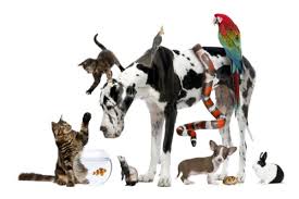 Pet-Friendly Cleaning Tips for a Fresher Home