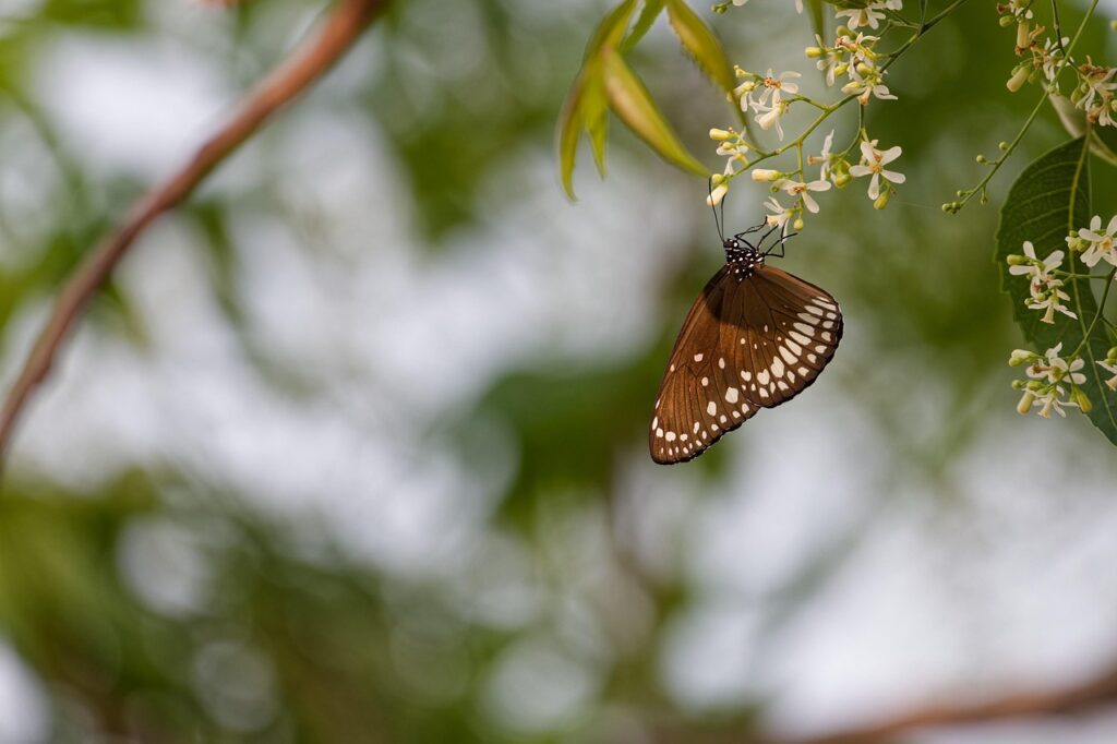 butterfly, flower background, insect, flower wallpaper, macro, nature, garden, flowers, beautiful flowers, entomology, pollination