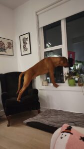 A brown dog stands with its front paws on a window ledge, leaning out to look outside in a living room setting.