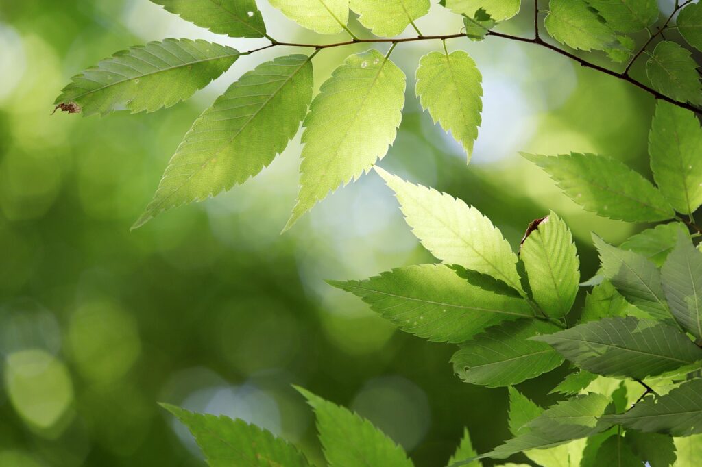leaves, tree, plant, green, abstract, chartreuse, forest, state of the union, nature, leaves, leaves, green, abstract, abstract, abstract, abstract, abstract, forest