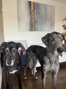 Two large gray Great Danes standing indoors on a wooden floor in front of a pale wall and abstract painting on the wall behind them.