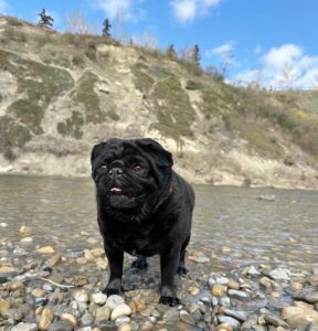 Black pug standing on a pebbled riverbank with a rocky hillside and blue sky in the background, tongue slightly out.