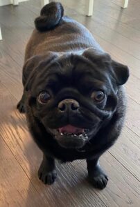 Smiling black pug standing on a wooden floor and looking up at the camera with big eyes and a visible tongue.