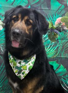 Black and tan dog wearing a leafy green bandana sits on a beige surface with a plush lion toy at its side, tropical backdrop behind.