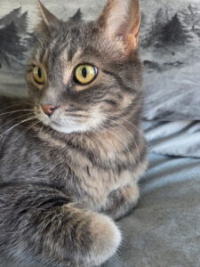Close-up of a tabby cat's face with yellow-green eyes, resting on a gray fabric backdrop.