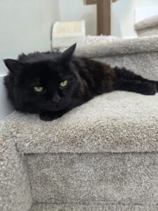 Black cat lying on a carpeted staircase, looking ahead with yellow-green eyes.