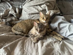 Two cats cuddled on a beige quilted bedspread, resting together.
