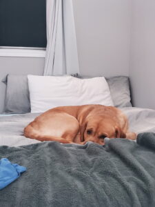 Golden retriever curled up on a gray-bed with white pillow and fluffy blanket in a cozy bedroom corner.