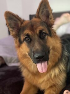 Close-up of a German Shepherd puppy with ears up and tongue hanging out.